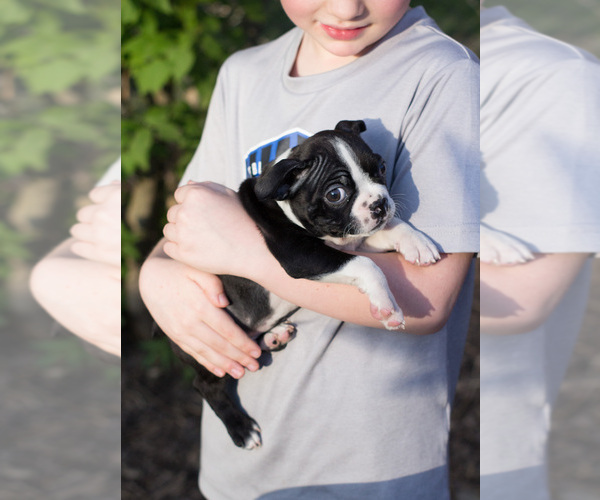 Medium Photo #1 Boston Terrier Puppy For Sale in MILWAUKEE, WI, USA