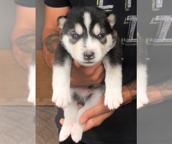 Medium Photo #2 Alusky Puppy For Sale in ORLANDO, FL, USA