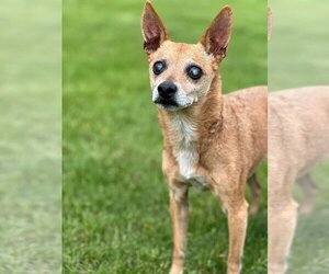 Chihuahua-Unknown Mix Dogs for adoption in New London, WI, USA