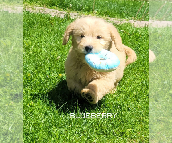 Medium Photo #2 Goldendoodle Puppy For Sale in MILFORD, MI, USA