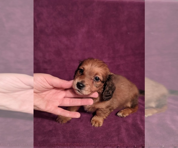 Medium Photo #1 Dachshund Puppy For Sale in HURST, TX, USA
