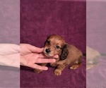 Small Photo #1 Dachshund Puppy For Sale in HURST, TX, USA