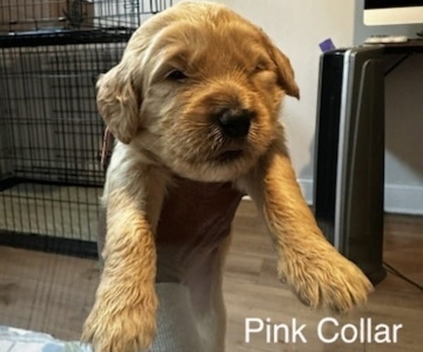 Medium Photo #4 Goldendoodle Puppy For Sale in LAWRENCEVILLE, GA, USA
