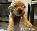 Puppy Pink Collar Goldendoodle