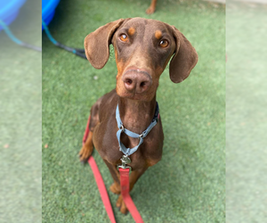 Doberman Pinscher Dogs for adoption in Lakewood, CO, USA