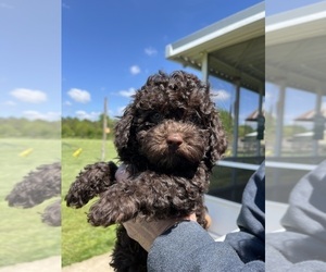 Lhasa-Poo Puppy for sale in SPRING GROVE, IL, USA