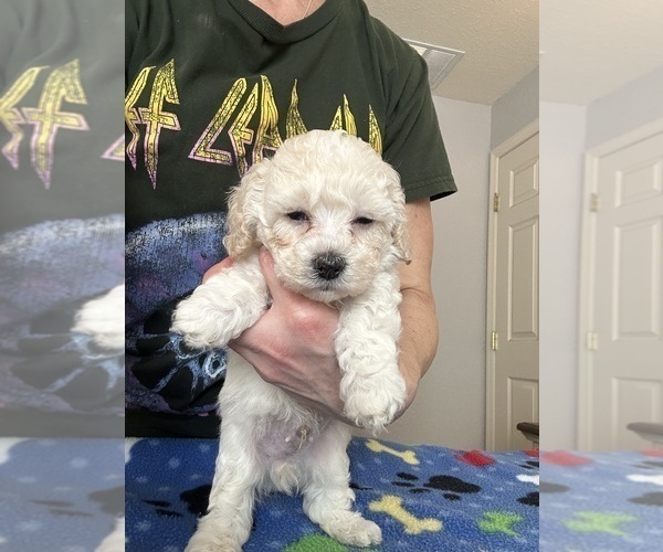 Medium Photo #8 Cock-A-Poo Puppy For Sale in OCALA, FL, USA