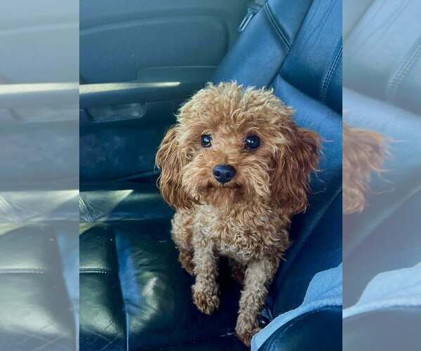 Medium Photo #1 Maltipoo (Toy) Puppy For Sale in BELDING, MI, USA