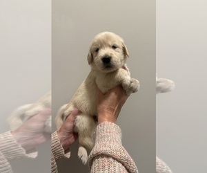 Golden Retriever Puppy for sale in CLARKSVILLE, TN, USA