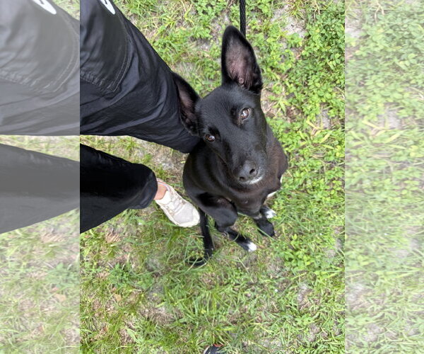 Medium Photo #1 Mutt Puppy For Sale in Sanford, FL, USA