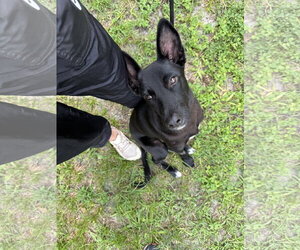 Mutt Dogs for adoption in Sanford, FL, USA