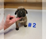 Puppy Puppy 10 Cane Corso