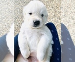 Small Photo #3 English Cream Golden Retriever Puppy For Sale in HOCKLEY, TX, USA