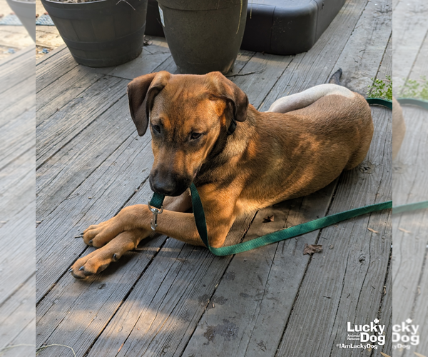 Medium Photo #8 Mutt Puppy For Sale in Washington, DC, USA