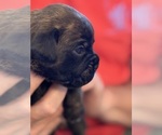 Small #3 Boxer