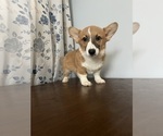 Small #30 Pembroke Welsh Corgi