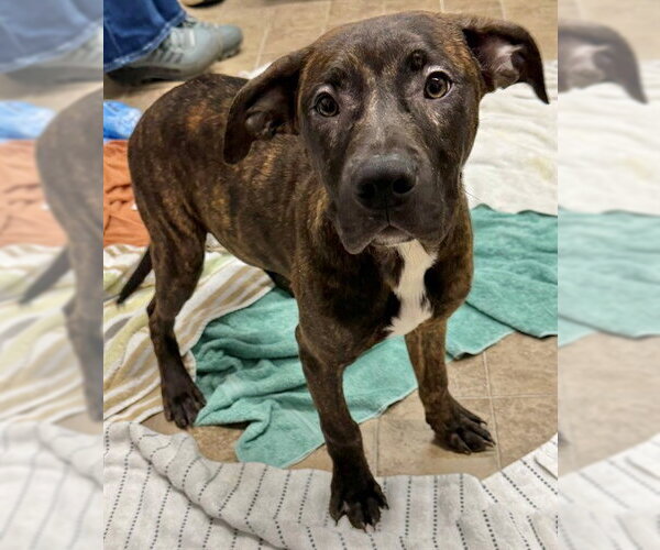 Medium Photo #1 Mutt Puppy For Sale in Augusta, GA, USA