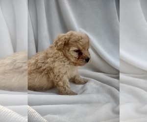 Wapoo Puppy for sale in SENECA FALLS, NY, USA
