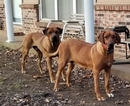 Small Photo #1 Rhodesian Ridgeback Puppy For Sale in RUSSELLVILLE, AR, USA