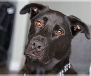 Chirp - Male German Shepherd Dog-Unknown Mix Dog for Adoption - Photo #11