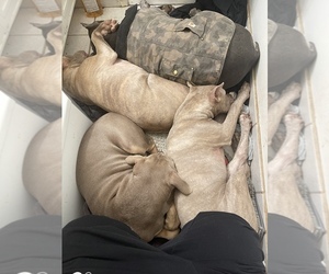 Cane Corso Dog for Adoption in VALLEJO, California USA
