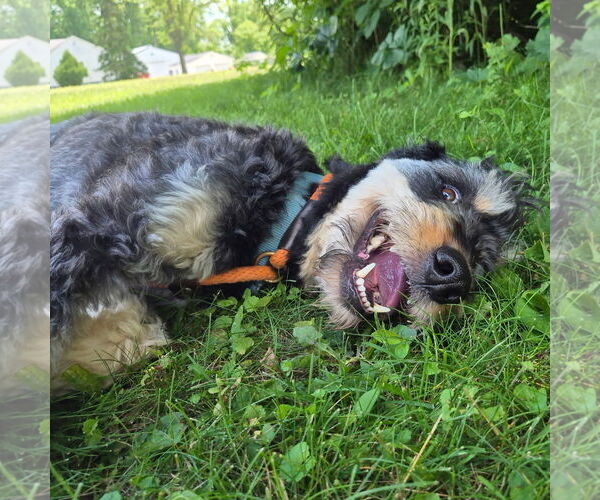 Medium Photo #4 Rottle Puppy For Sale in Techny, IL, USA