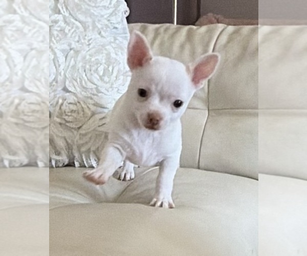 Medium Photo #2 Chihuahua Puppy For Sale in SPARKS, NV, USA