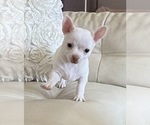 Small #1 Chihuahua