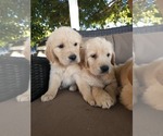 Small #7 Golden Retriever