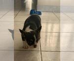 Small Photo #3 French Bulldog Puppy For Sale in IMPERIAL BCH, CA, USA