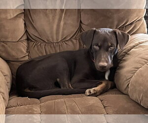 Enzo - Male Doberman Pinscher-Unknown Mix Dog for Adoption - Photo #4