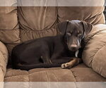 Small Photo #4 Doberman Pinscher-Unknown Mix Puppy For Sale in Fort Worth, TX, USA