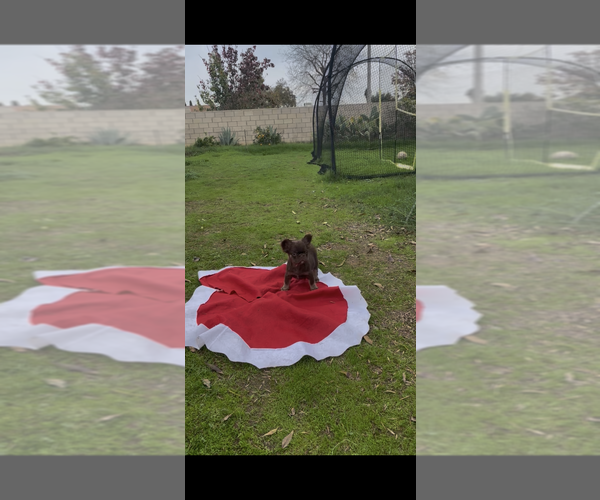 Medium Photo #6 French Bulldog Puppy For Sale in SAN DIEGO, CA, USA