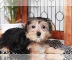 Small Photo #3 Morkie Puppy For Sale in NAPLES, FL, USA