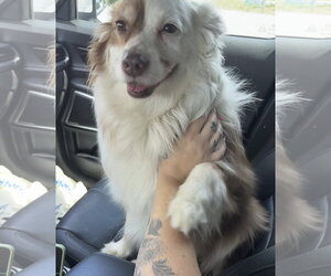 Shep - Male Australian Shepherd Dog for Adoption - Photo #4