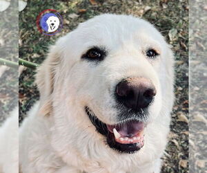 Great Pyrenees Dogs for adoption in Spring, TX, USA