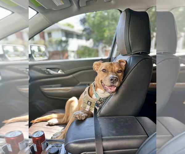 Medium Photo #16 Mutt Puppy For Sale in Mundelein, IL, USA