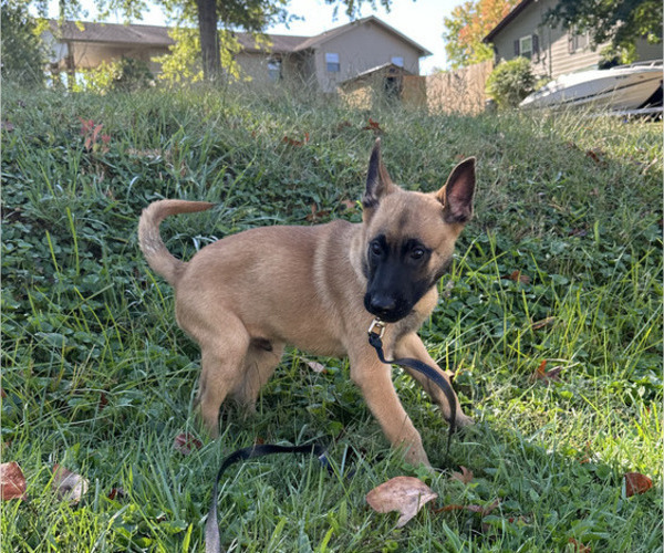 Medium Photo #41 Belgian Malinois Puppy For Sale in S CHARLESTON, WV, USA