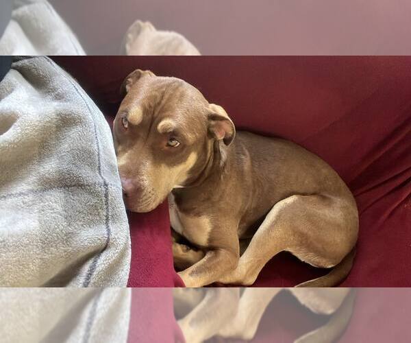 Medium Photo #29 Mutt Puppy For Sale in Holly Springs, NC, USA