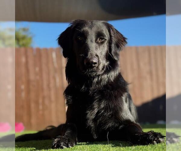Medium Photo #3 Golden Labrador Puppy For Sale in San Diego, CA, USA