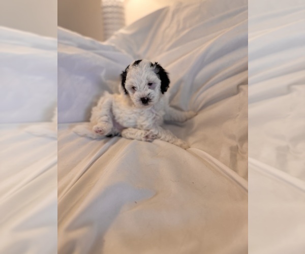 Medium Photo #22 Miniature Bernedoodle Puppy For Sale in AUBURNDALE, FL, USA