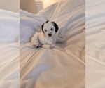 Small #20 Miniature Bernedoodle