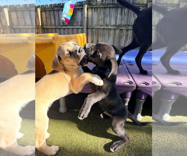 Medium Photo #4 Mutt Puppy For Sale in Orlando, FL, USA