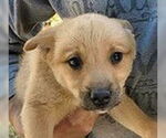 Small #1 German Shepherd Dog Mix