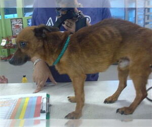 Chihuahua Dogs for adoption in Louisville, KY, USA