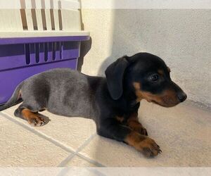 Dachshund Puppy for sale in CHULA VISTA, CA, USA