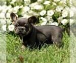 Small #2 French Bulldog
