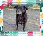 Small #1 Chihuahua