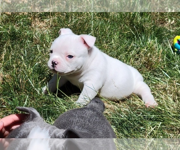 Medium Photo #4 American Bully Puppy For Sale in OLYMPIA, WA, USA