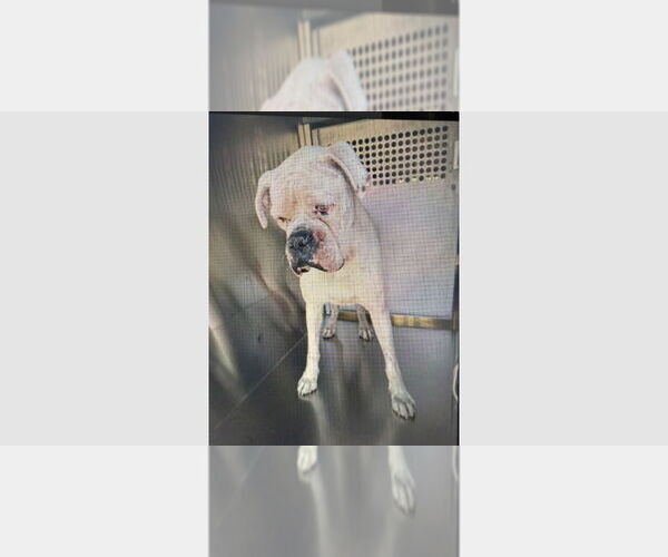 Medium Photo #4 Boxer Puppy For Sale in Austin, TX, USA